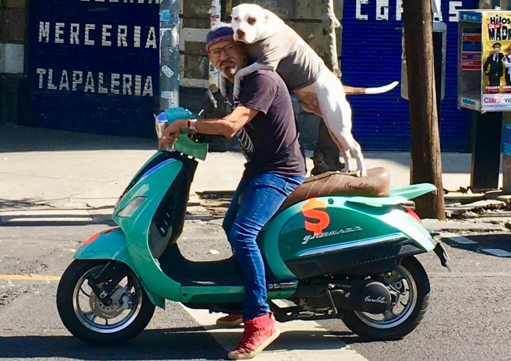 A guy and his dog riding a scooter in Roma Norte, Mexico City.